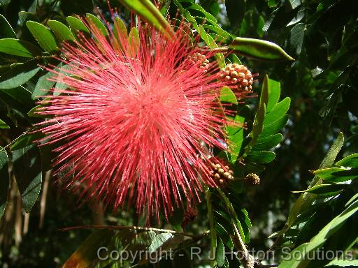 Calliandra Red 